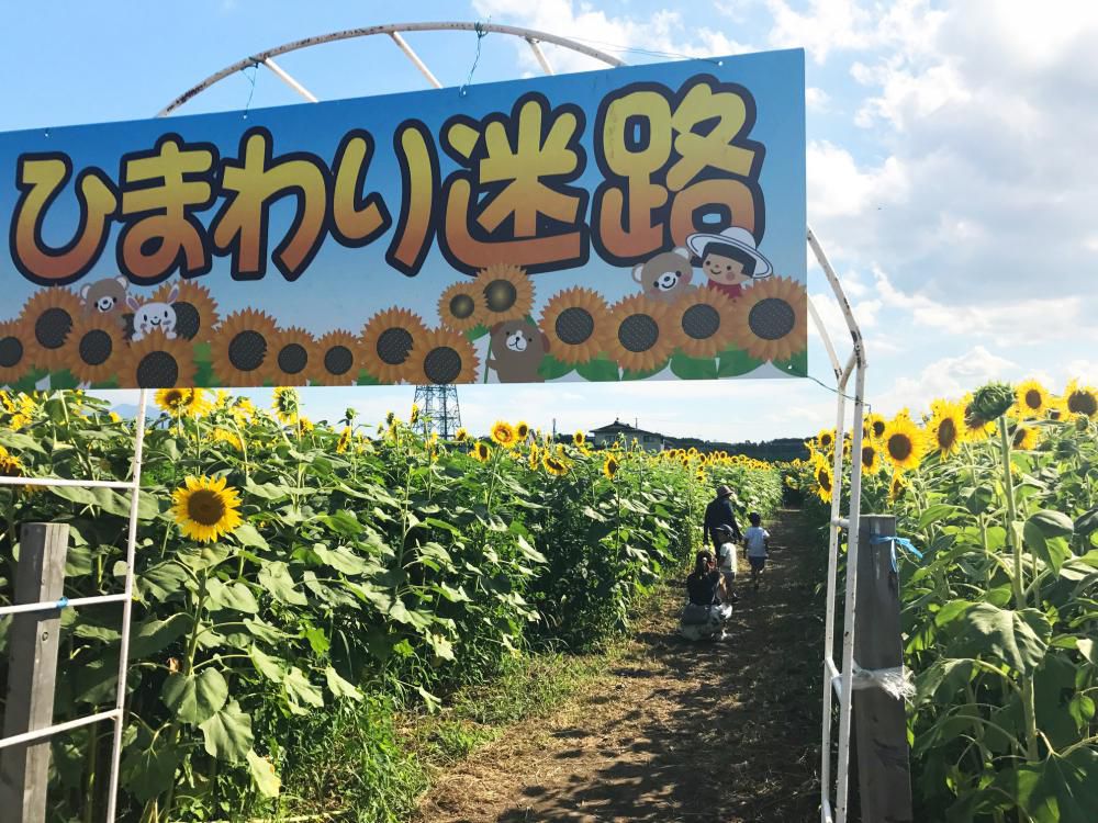 天童の夏の遊びスポット「ひまわり迷路」