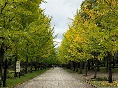 天童にも秋が近づいてきました♪