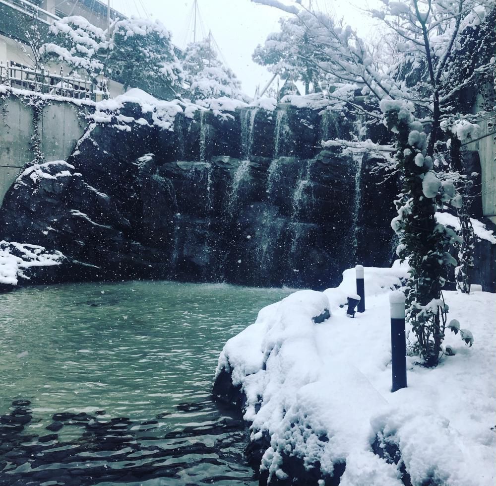 一夜にして雪景色。