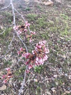 桜開花情報♪
