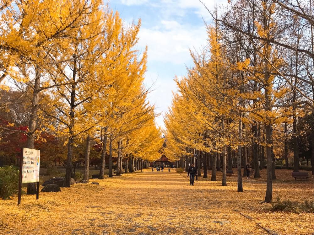 本日の「山寺・天童」の紅葉情報♪