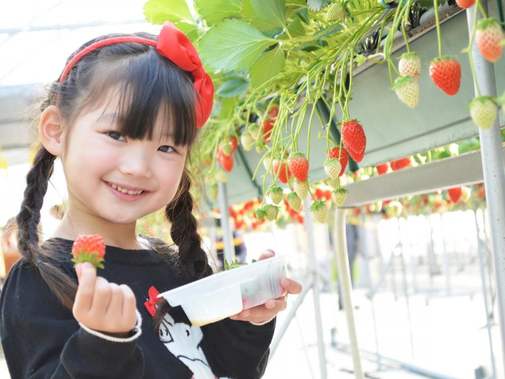 甘いいちごが食べ放題♪いちご狩り付プラン好評受付中♪