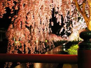 倉津川のしだれ桜！
