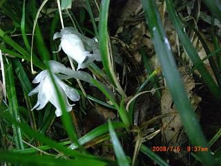 まほろばの里　花情報