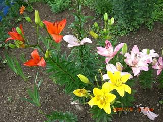 まほろばの里　花情報