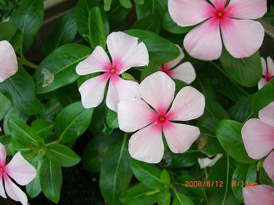まほろばの里　花情報