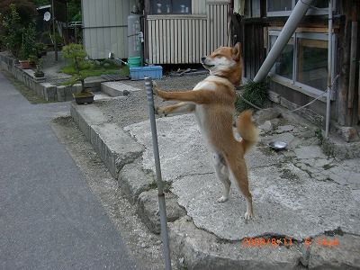 ◆　ワン公　相変わらず　　いばっています。