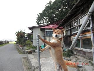 続　ワン公　だす。