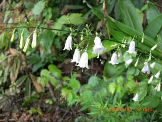 ◆野に咲く花だが　　/*/*/
