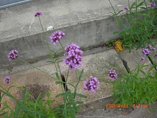 ◆道端の秋の花　*-*-*-*