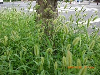 ◆秋の草花　