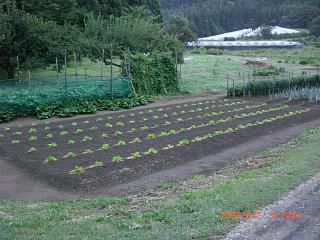 ◆畑も秋野菜に切り替えです。