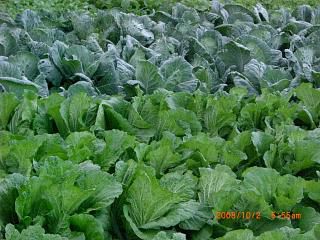 ◆秋野菜元気に育っています。