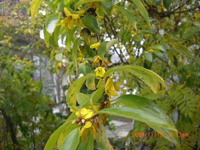 ◆今咲くこの花　なんという名でしょうか