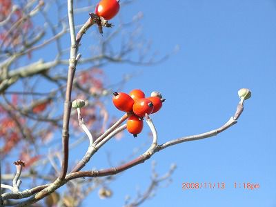 ◆さわやかな天気だす。　