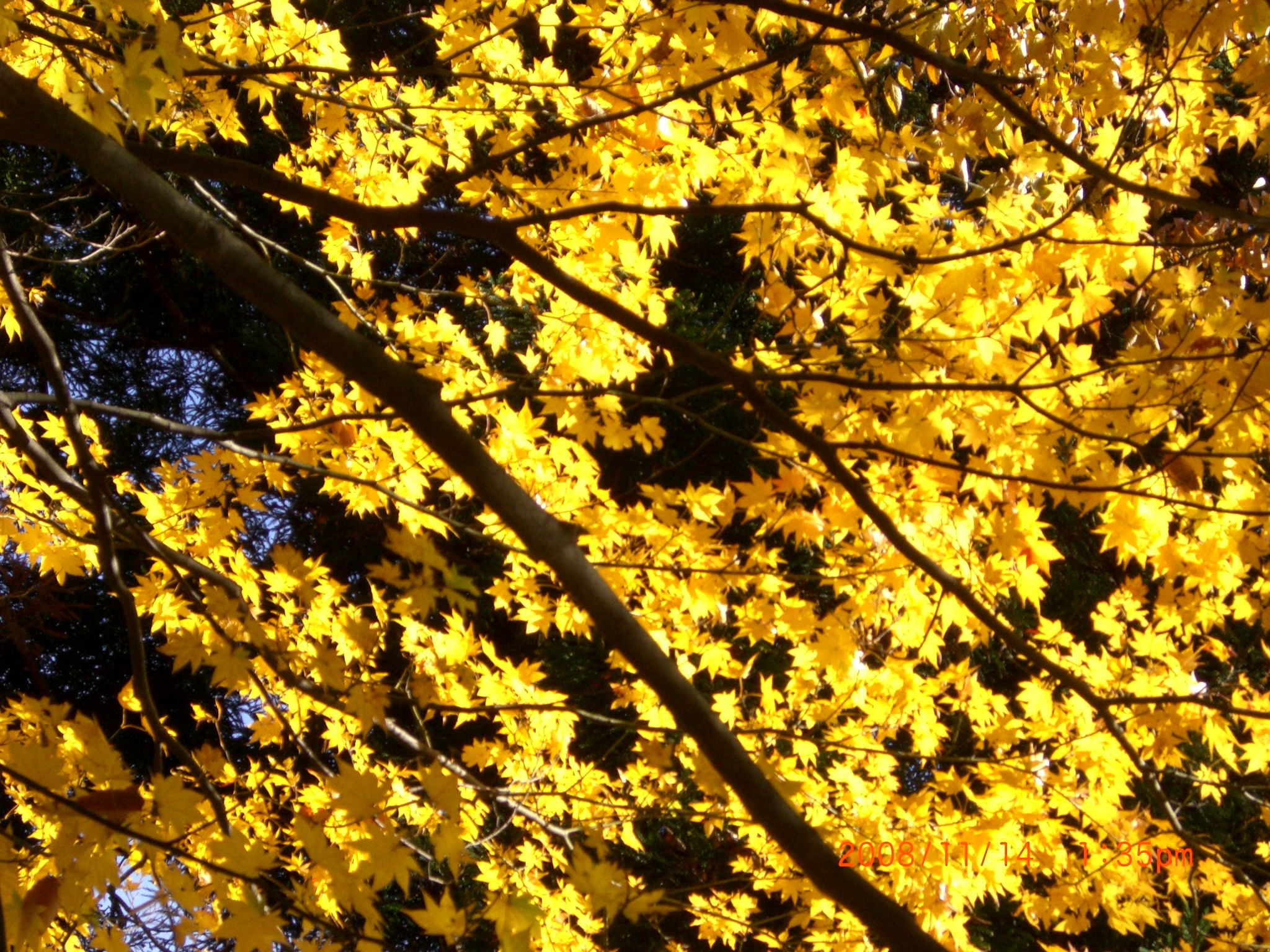 ◆もみじ　黄色くとも　紅葉　か　/*/*