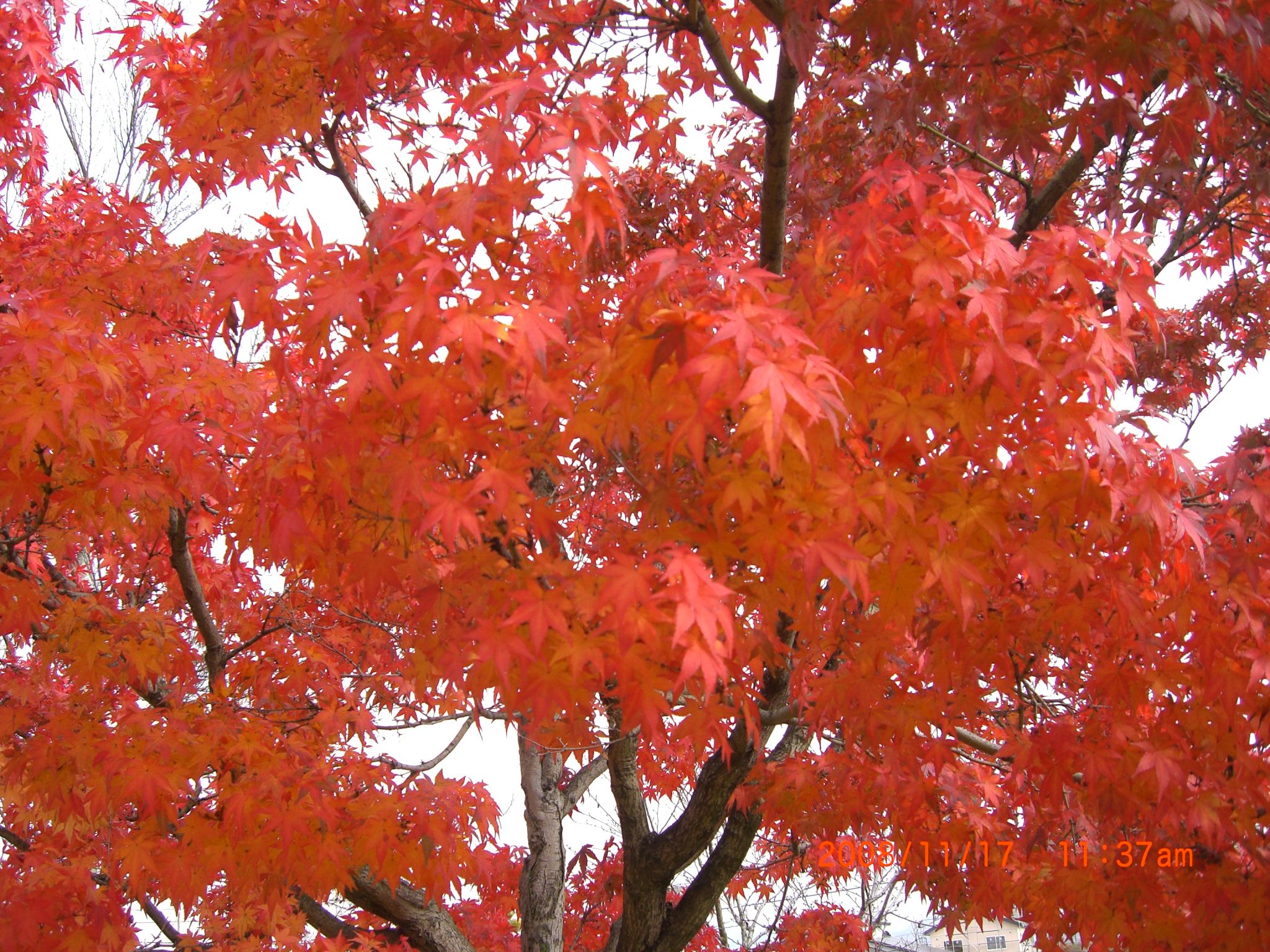 ◆高畠駅太陽館の紅葉　/*/*/