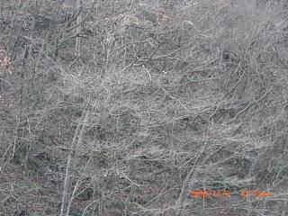 ◆葉っぱのない山　見たことありますか　　/*/*/*/