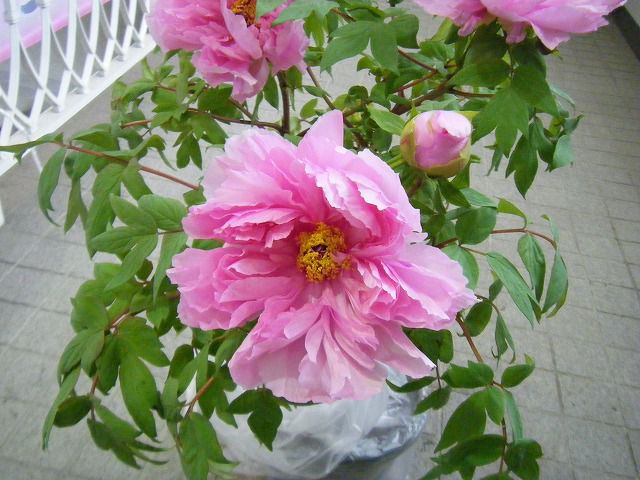 ◆咲き始めました。