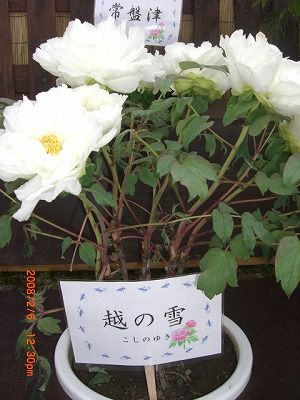 ◆冬咲きぼたん祭り『牡丹姫をたずねて』のご案内 /:/: