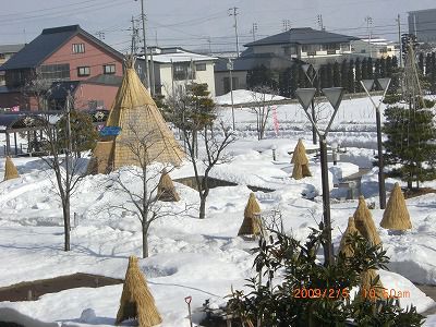 ◆冬咲き牡丹祭りコモ設置されました。／：／：／：