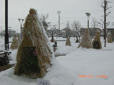 ◆冬咲き牡丹　雪のコモも、いいものです。