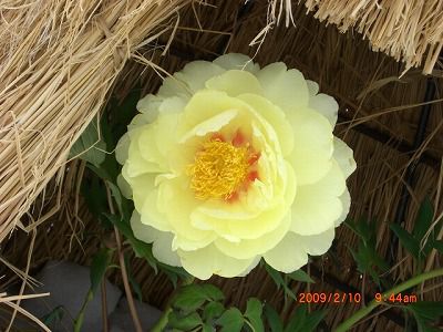 ◆冬咲きぼたん　本日の一押し　／：／：