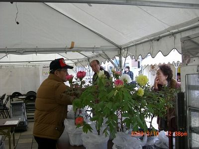 ◆冬咲きぼたん　販売しています。　／：／：／：