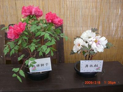 ◆『動画』冬咲きぼたん祭り　玉コンもおいしいです。／：／：
