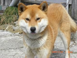 ◆『動画』しばらくぶりのワン公だす。　　／：／：／：