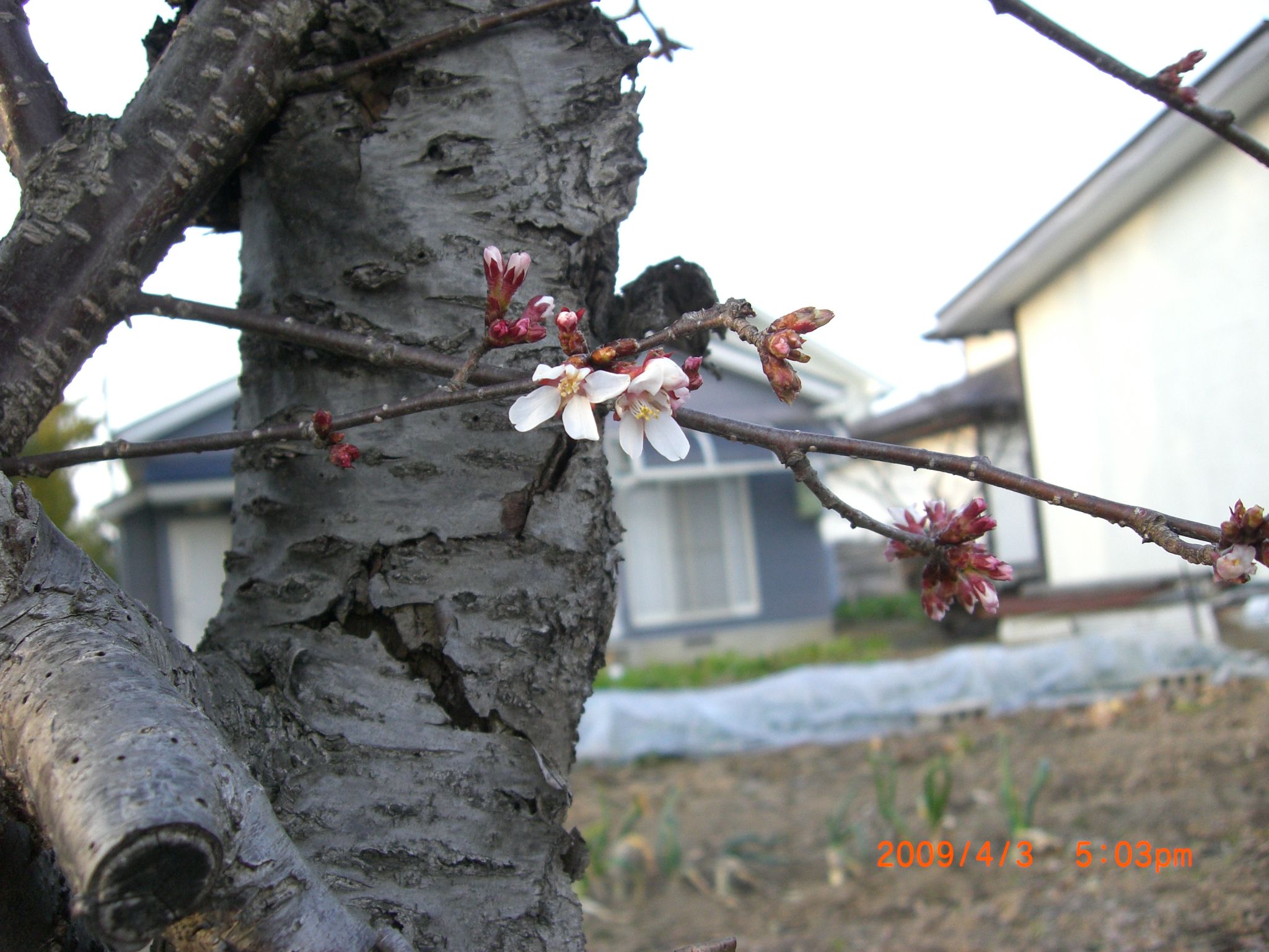 ◆桜が咲いた　　高畠での一番桜です。／：／：／