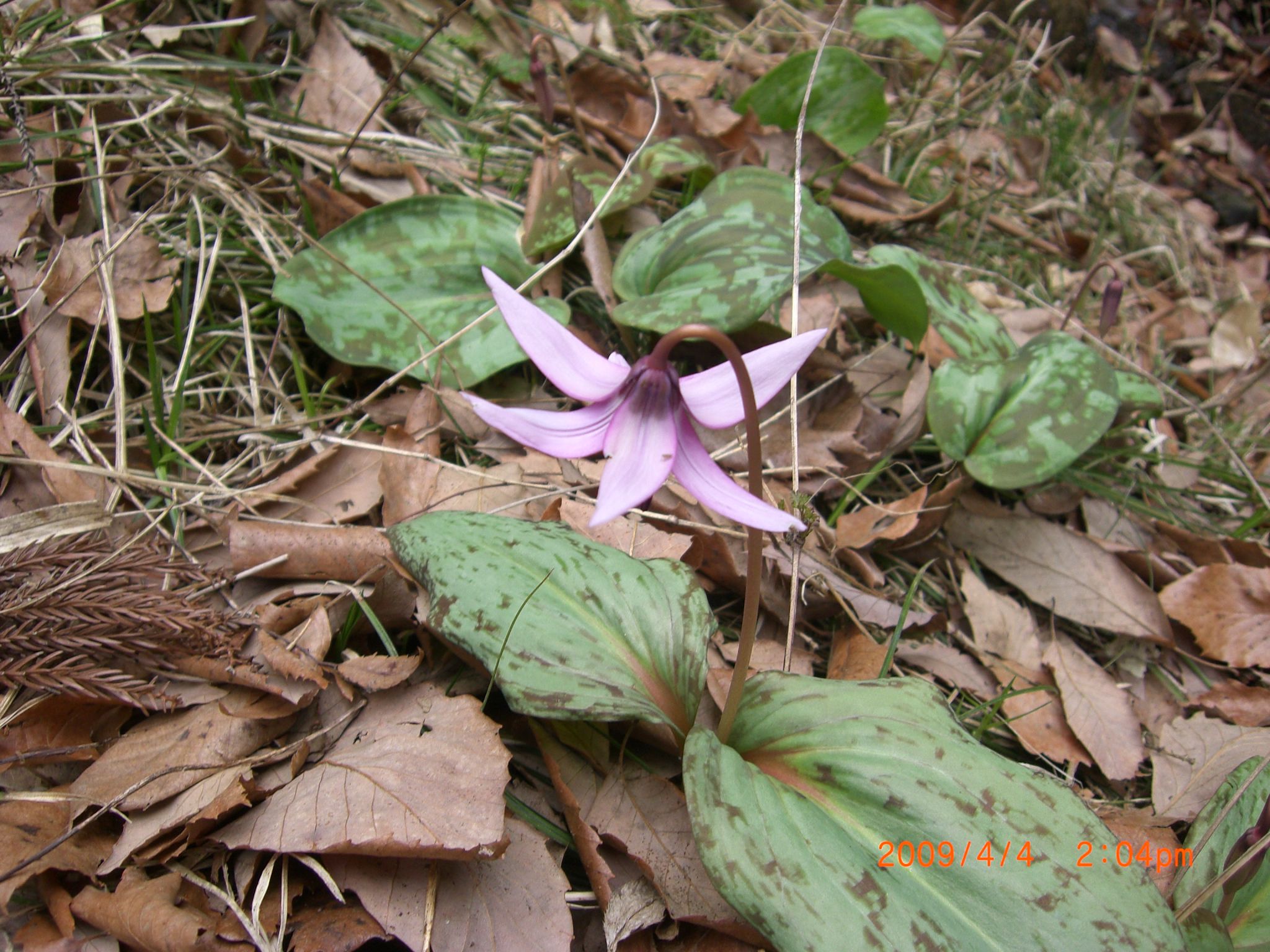 ◆片栗の花　咲き始めました。