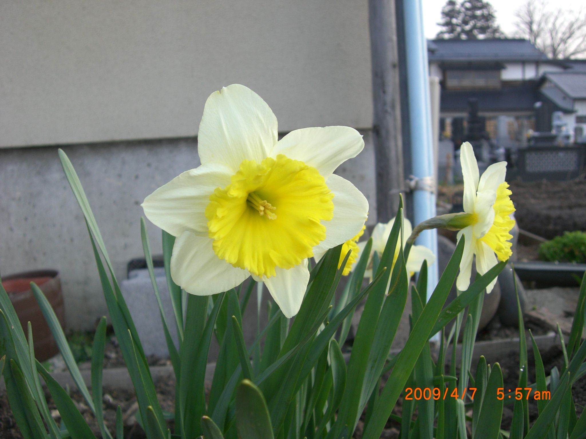 ◆スイセン　　開花　　／：／：／：