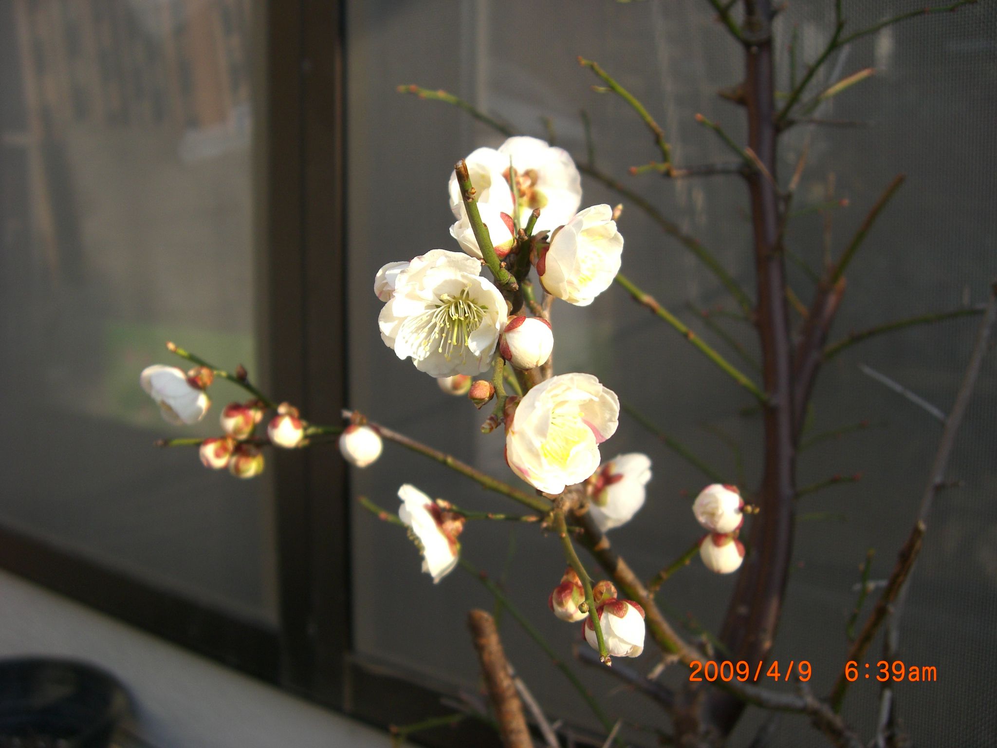 ◆梅が開花　春模様です。　／：／：／