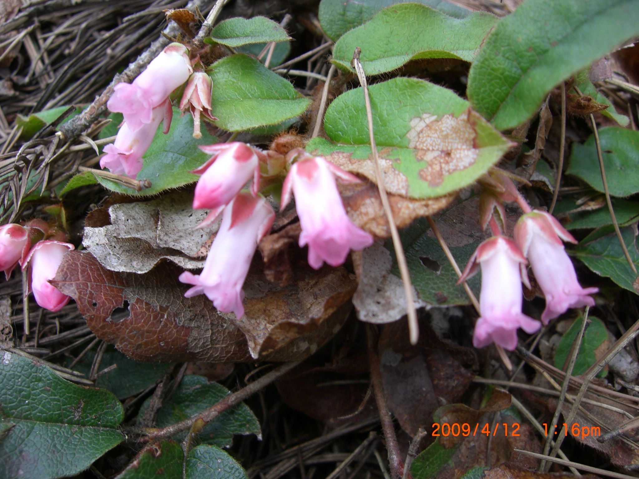 ◆文殊山の可憐な花　／：／：／：