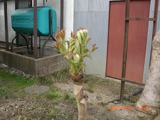 ◆たらの芽ついに出ました。　　／：／：／：