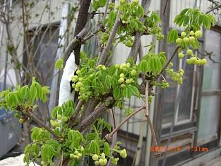 ◆アケビも花が咲きました。　　／：／：／