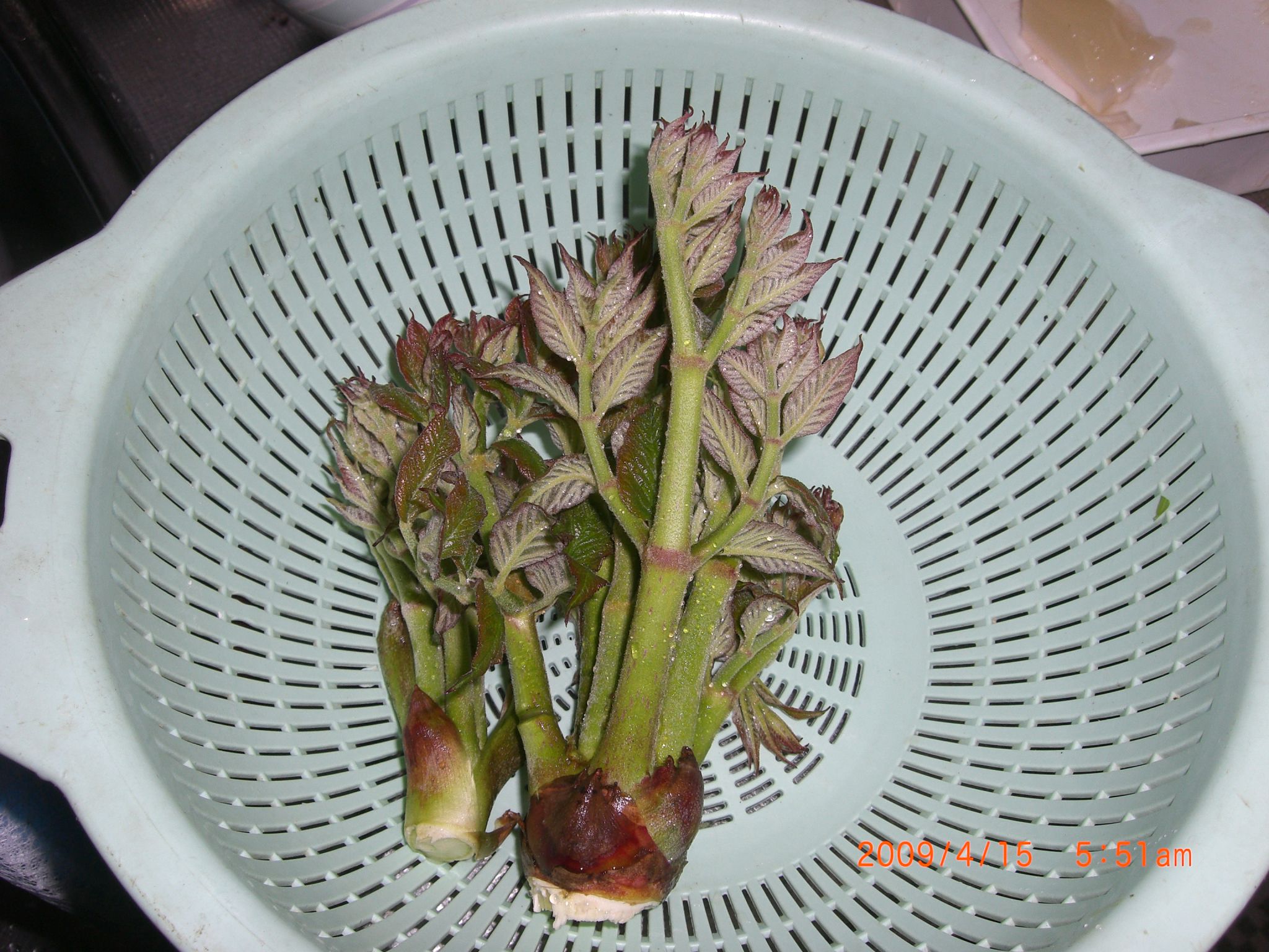 ◆ついにたらの芽収穫　　／：／：