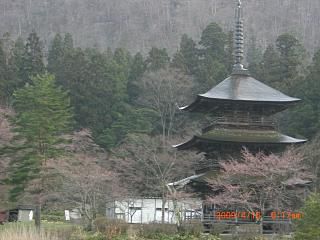 ◆安久津八幡様は咲き始め　　／：／：