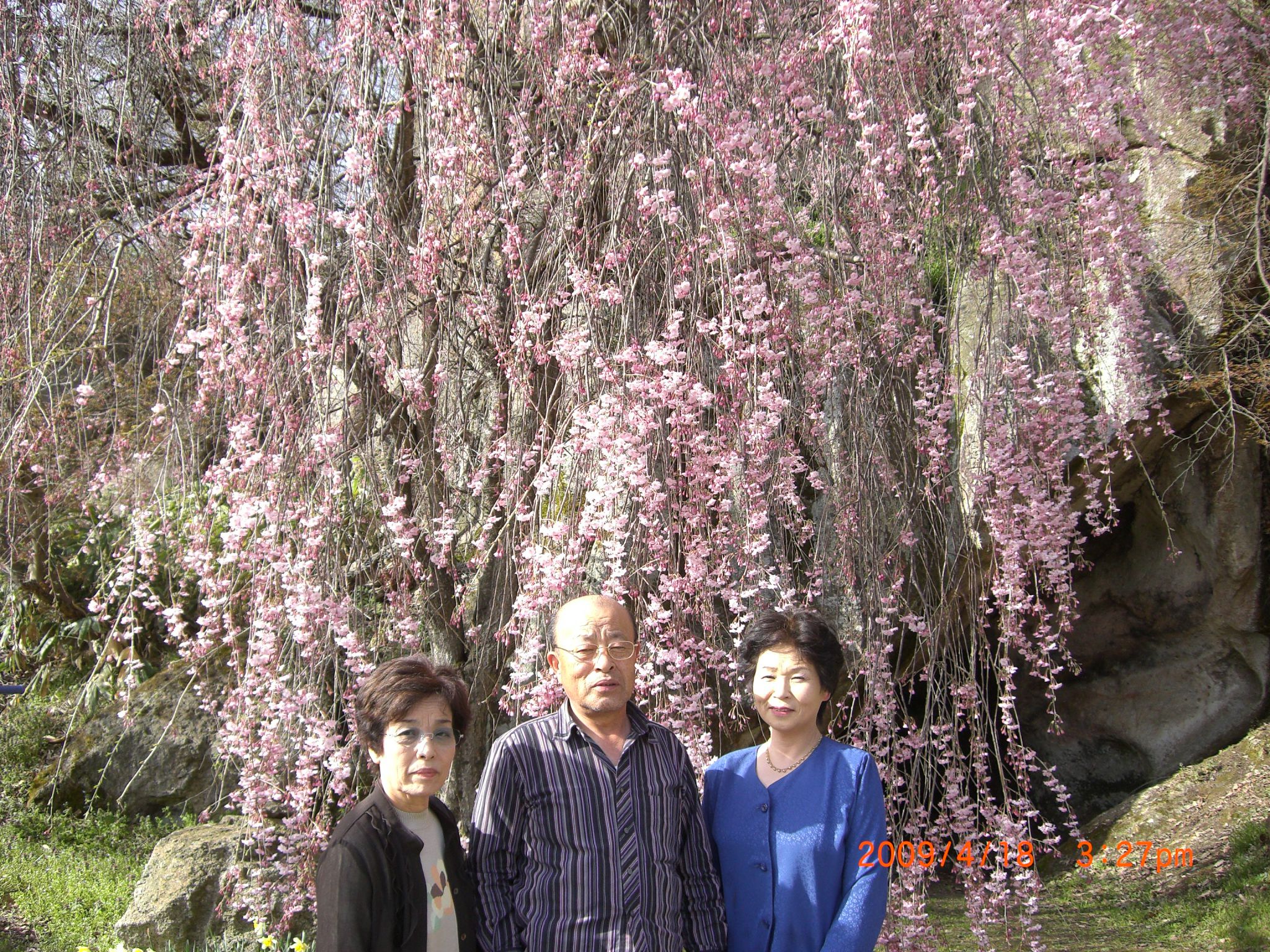 ◆まほろぱの里　桜満開　　／：／：／