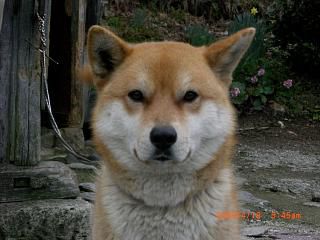 ◆動画　ワン公も喜んでいます。　　／：／：／：