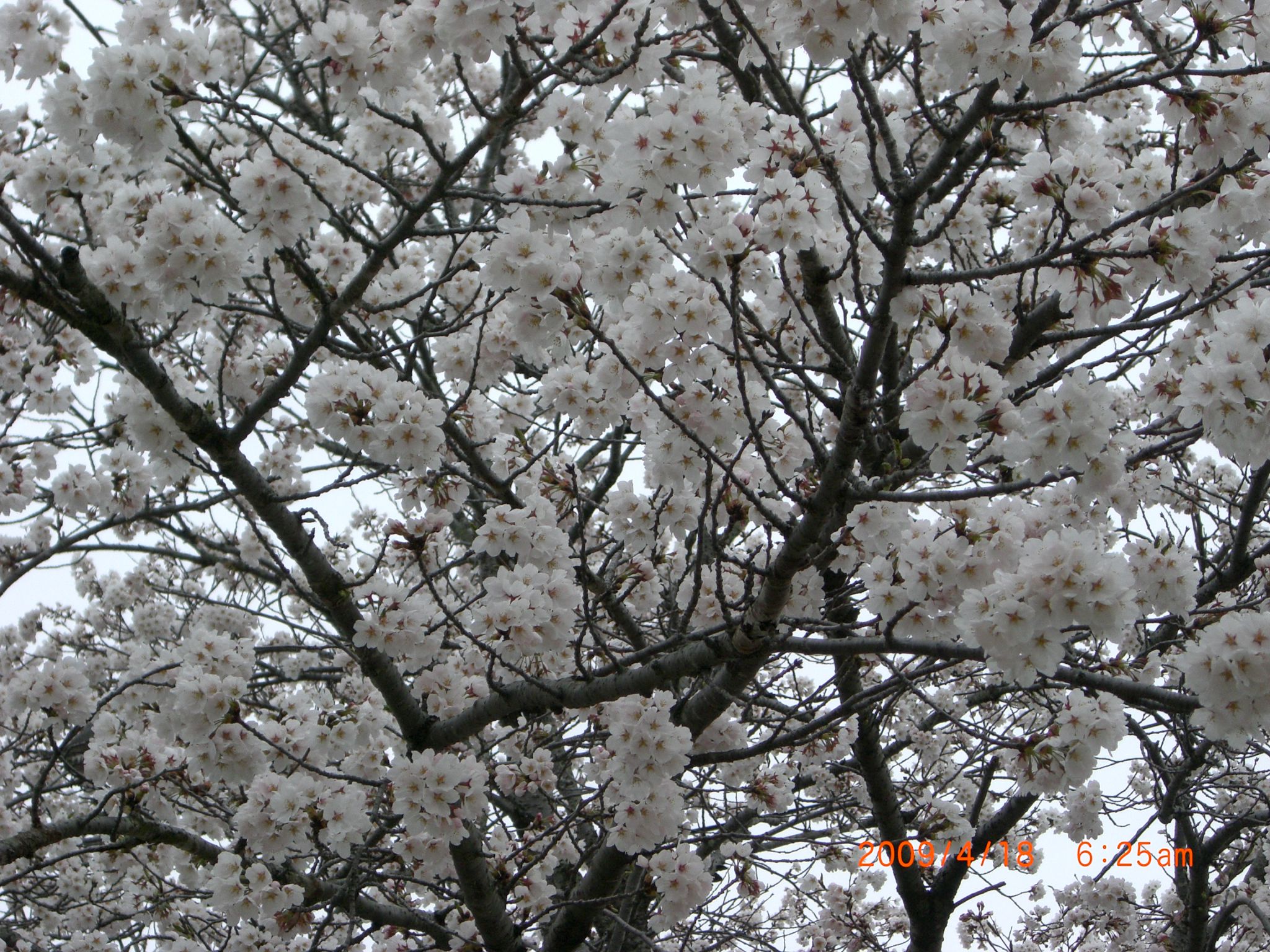◆まほろばの里桜回廊　高畠スポーツ中央公園　／：／：