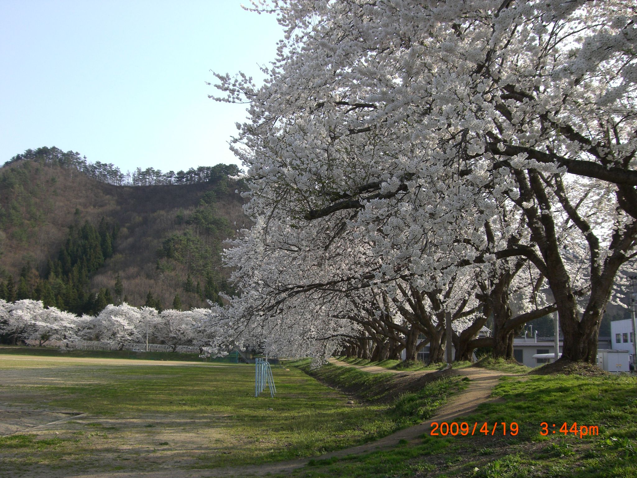 ◆まほろばの里桜回廊　高畠一中　　　／：／：；