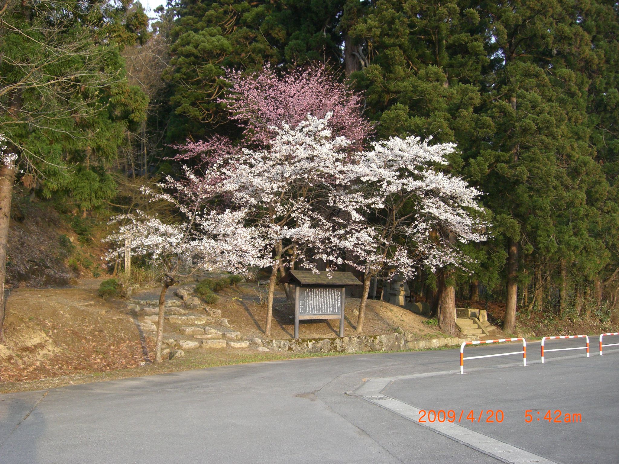 ◆まほろばの里桜回廊　犬の宮　猫の宮　の桜　　／：／：／