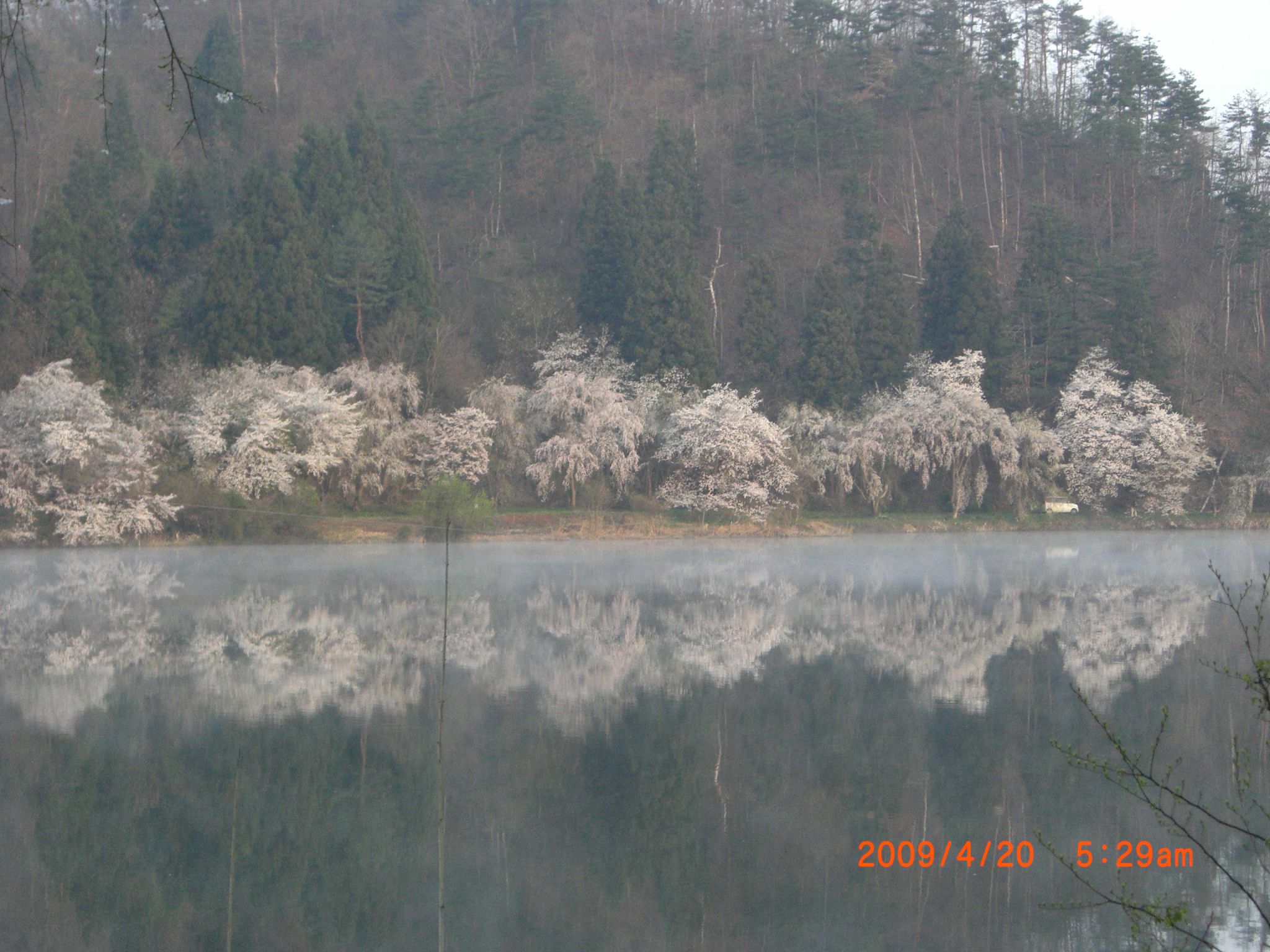 ◆まほろばの里桜回廊　鈴沼も満開です。　　／：／：