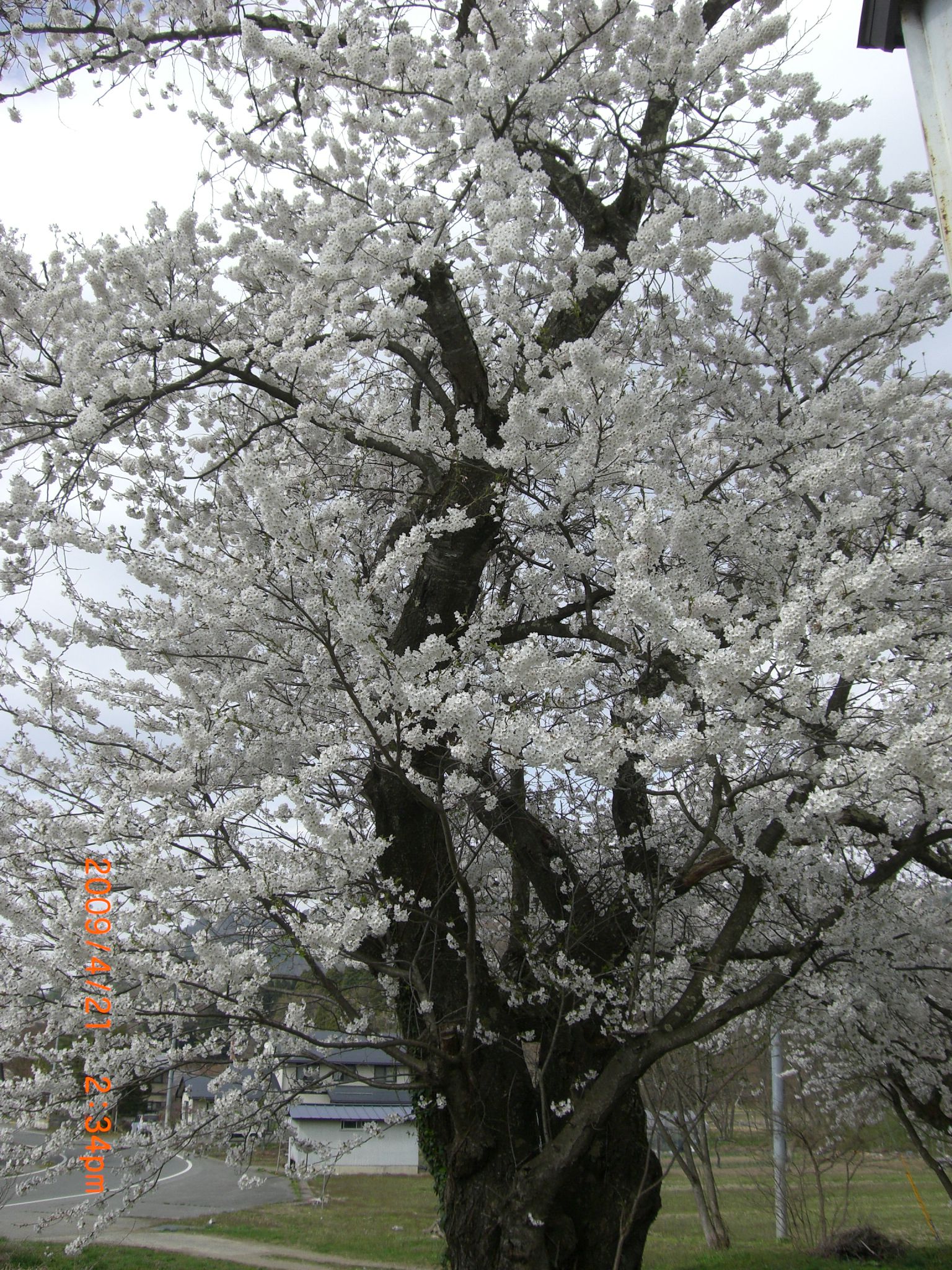 ◆まほろばの里桜回廊　　和田小学校裏　　／：／：