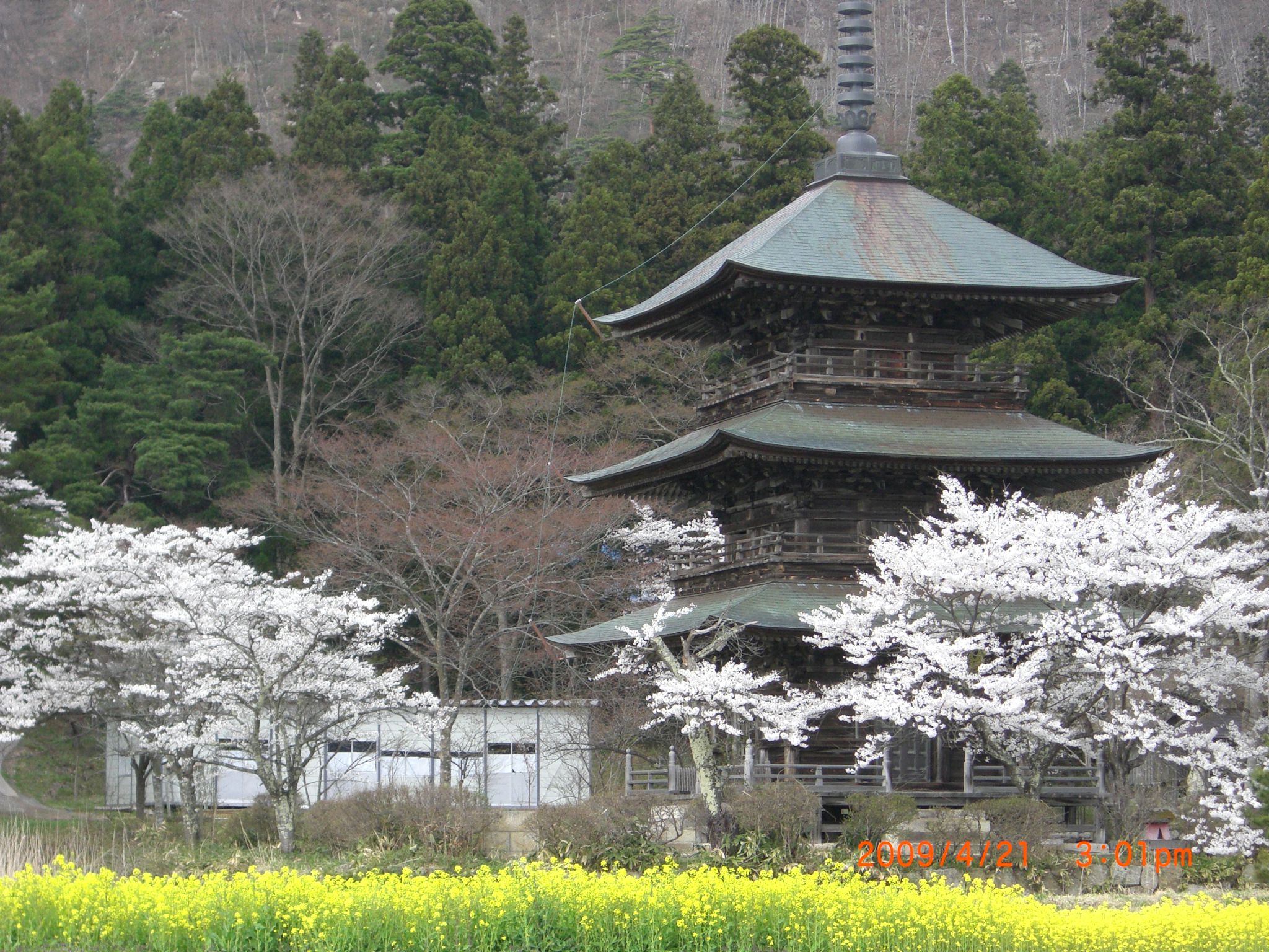 ◆まほろばの里桜回廊　安久津八幡宮　　／：／：