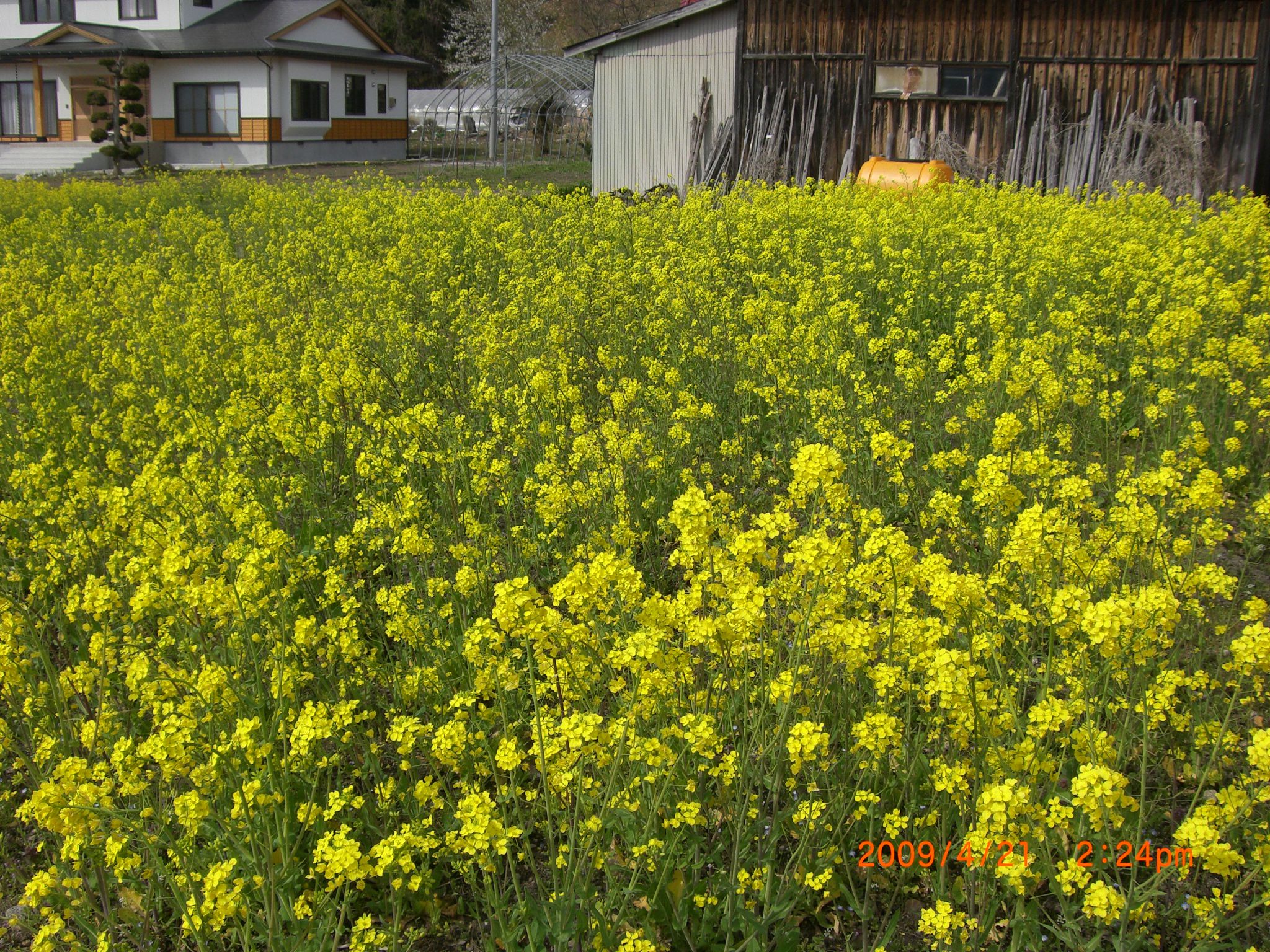 ◆動画　菜の花と桜　　　／：／：／
