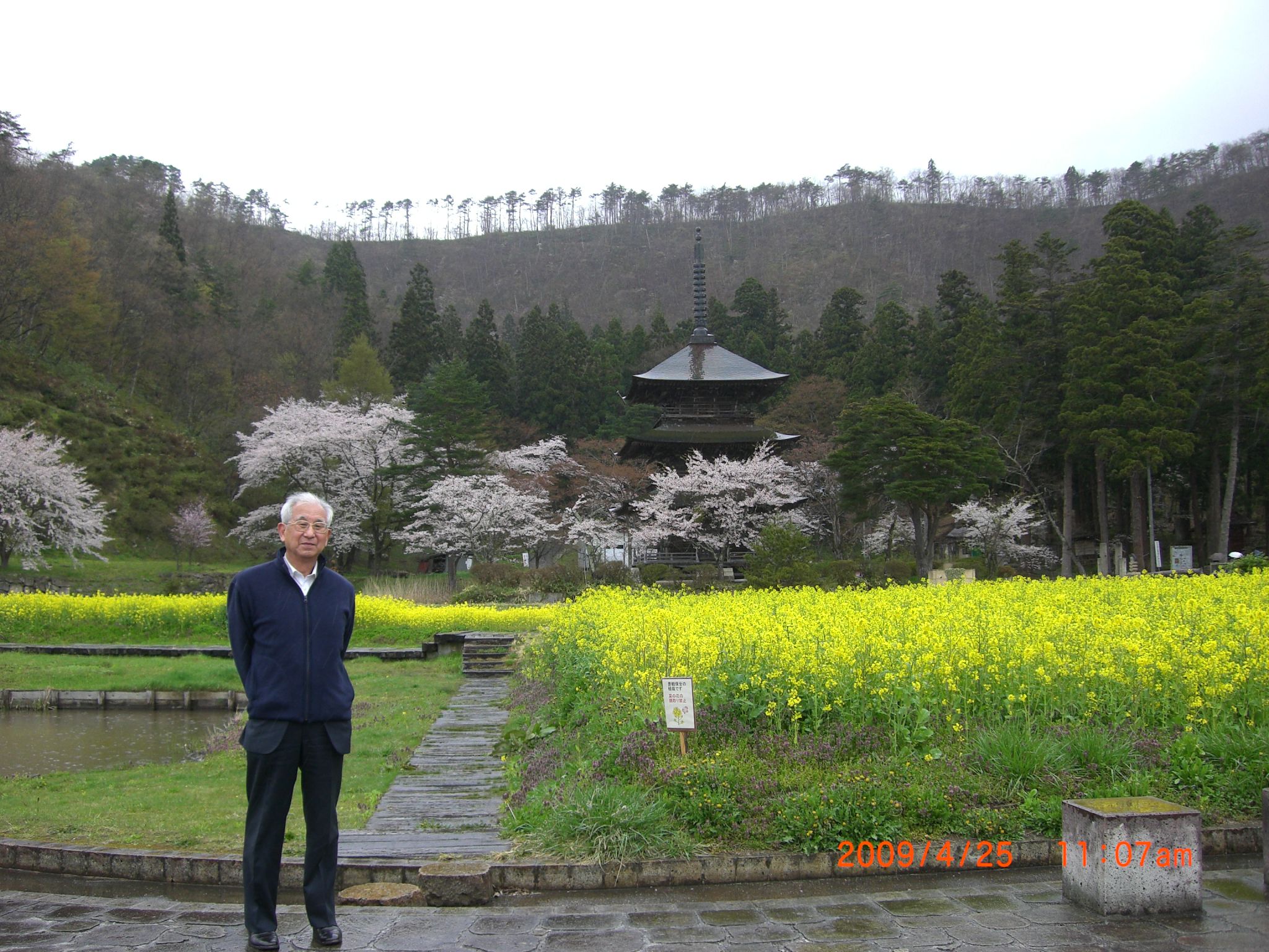 ◆三重塔と桜と菜の花と　　／：／：：