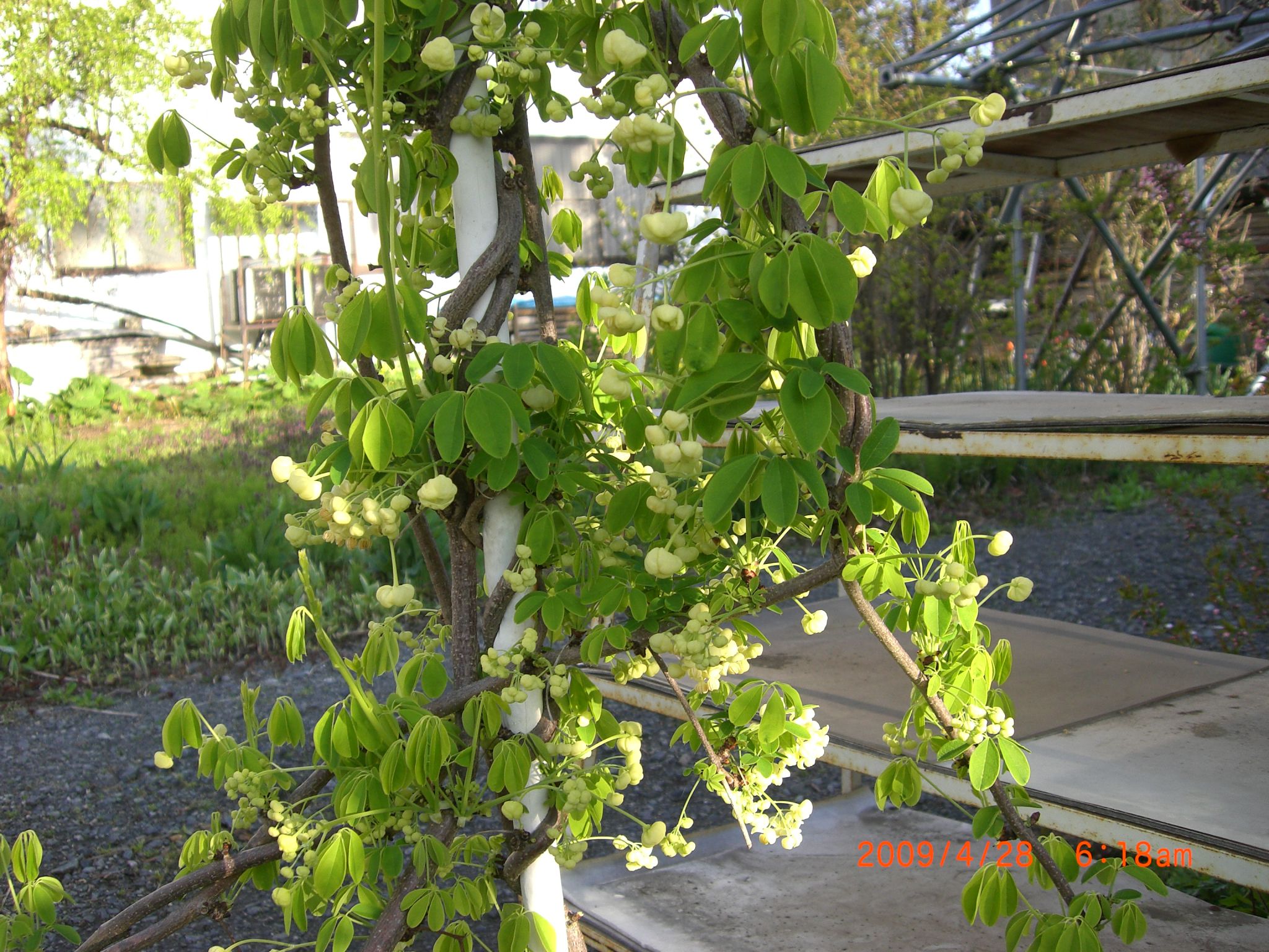 ◆アケビの花　つきすぎか　　／：／：